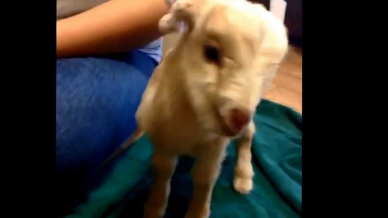 Little CUTE GOAT yelling like human *FUNNY SCREAMING GOAT*