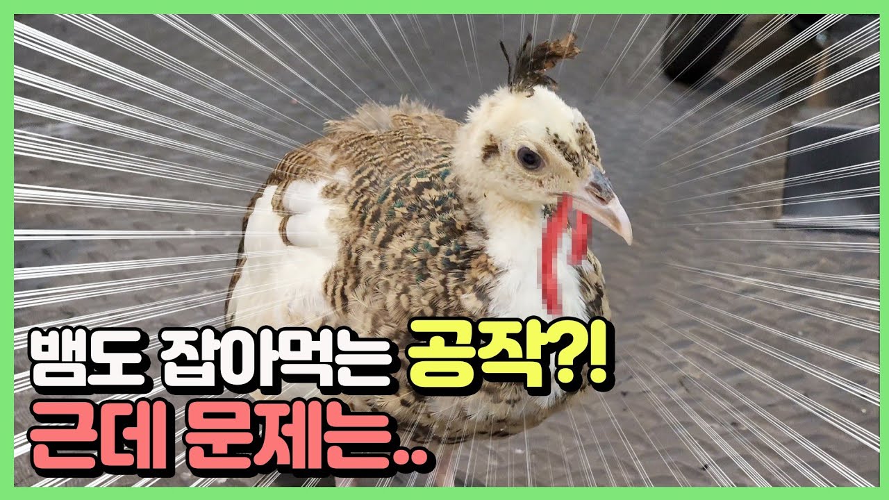 너무 예쁜 공작새... 절대 기르지 마세요