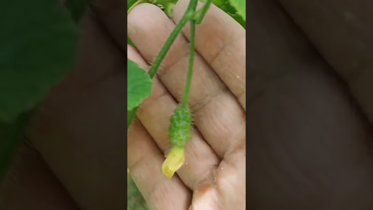 Coltivare il kiwano. Dal frutto al seme al frutto. seconda parte.