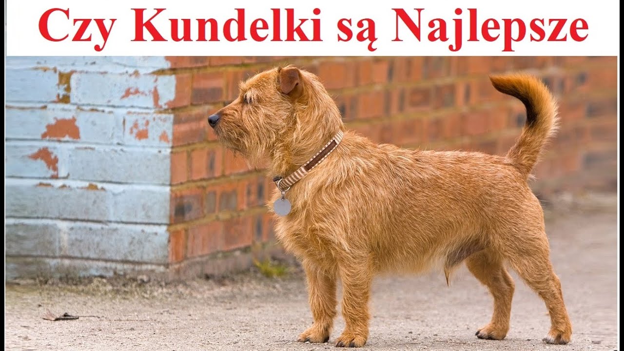 Czy psy Kundelki są Najlepsze na Świecie