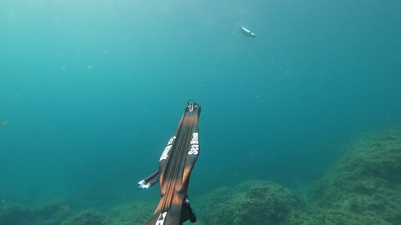 Pesca sub : Tonnetto alletterato con Seahawk falco 75