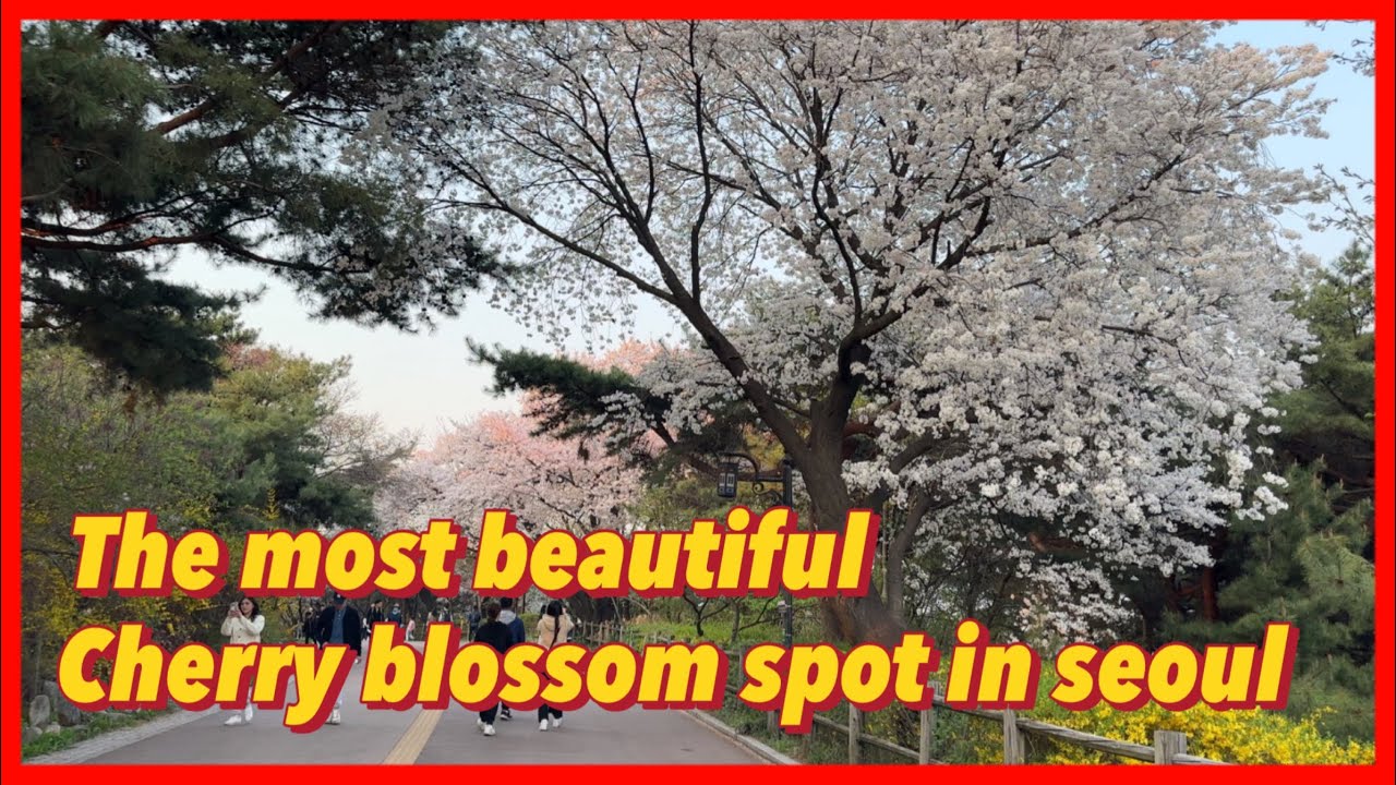 [🇰🇷4K] The Most Beautiful Cherry Blossom Spot in Seoul, South Korea | Namsan Park