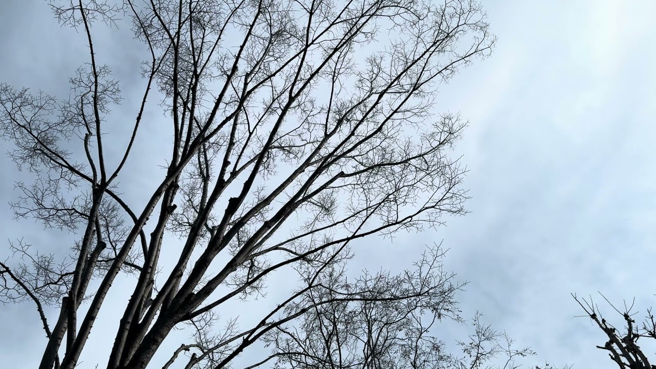 A Quiet Day in Rural Japan