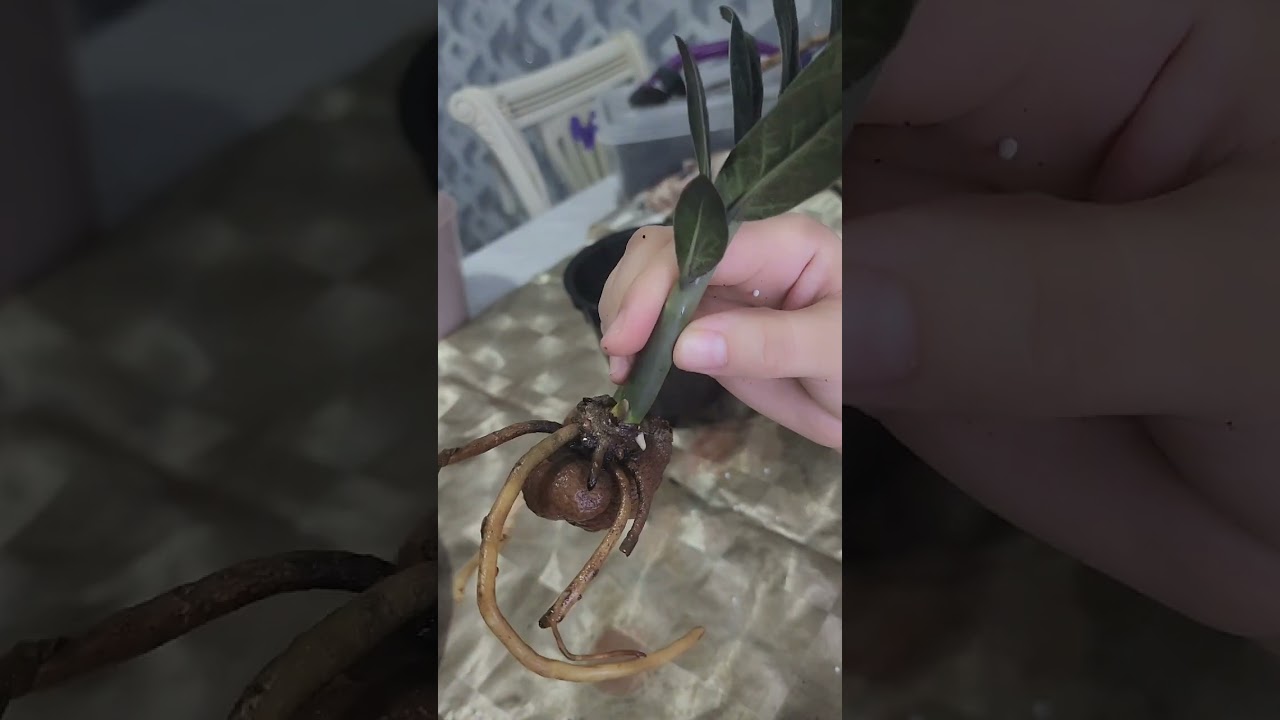 N⁰-172.КОРА ЗАМИАКУЛКАСЬ ГУЛИНИ ЯНГИ ТУПРОКГА ЭКИШ...