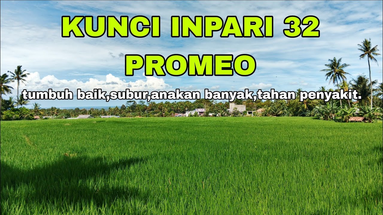 KUNCI INPARI 32 PROMEO TUMBUH SUBUR DENGAN CARA INI.