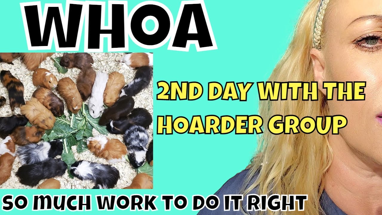 2nd Day Walkthrough of the rescued Norcal Guinea Pigs!!