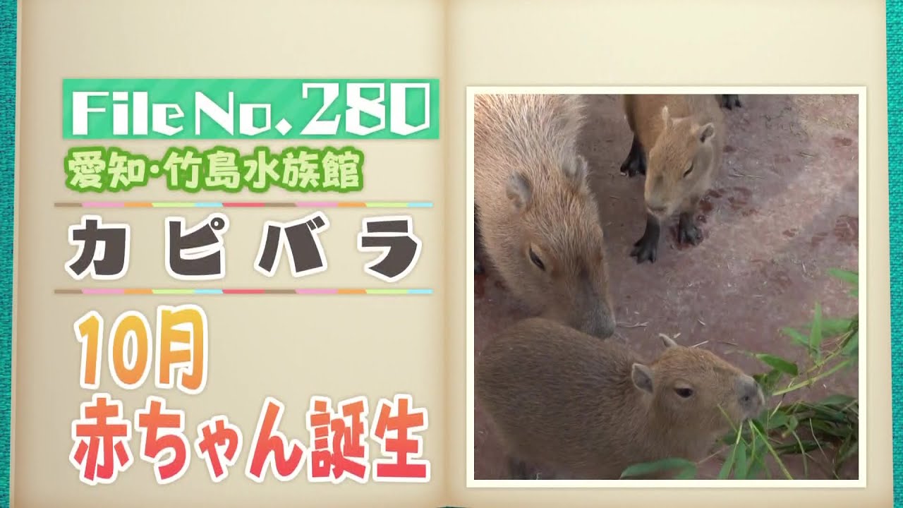 赤ちゃん5頭誕生！ 世界最大のネズミ「カピバラ」のほっこり姿　愛知・竹島水族館【どうぶつZOO鑑】