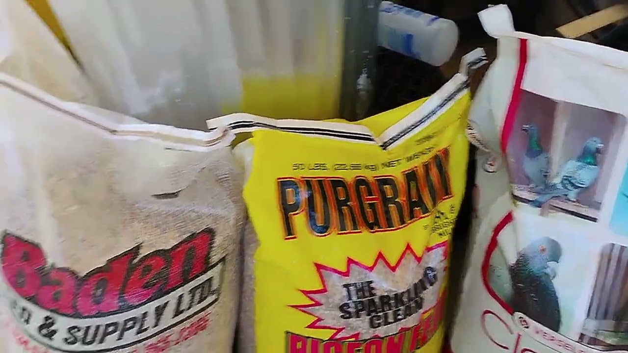 El Moro Pigeon Show. "My Pigeon Feed in Florida."