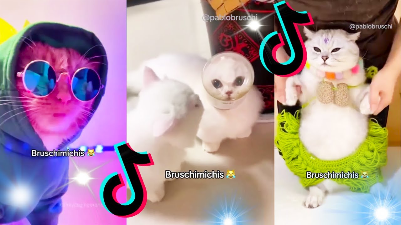 🤣 Mejores Videos de Gatos Bruschimichis | Compilaci&oacute;n Divertida de Gatos Graciosos