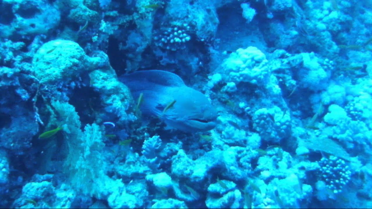 Scuba Diving Brother Islands - Big Brother
