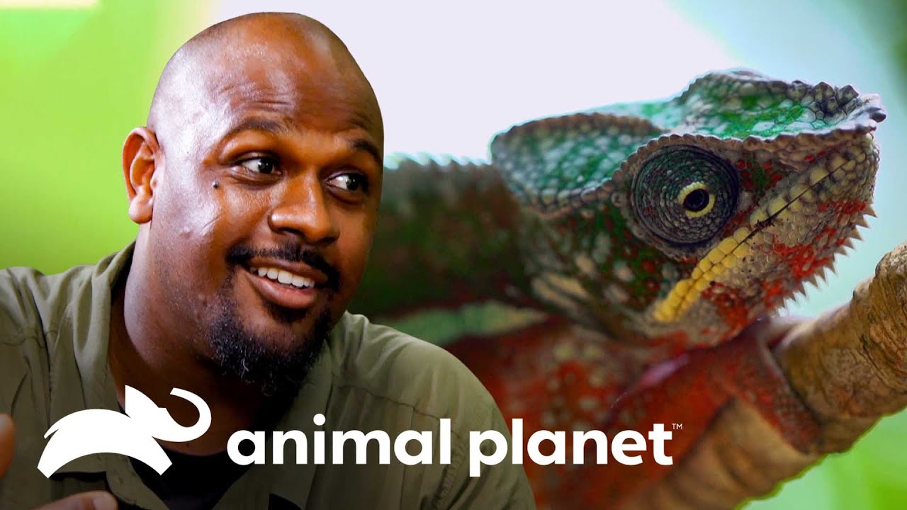 Incrível visão 360 graus do camaleão-pantera | Pequenos Gigantes da Natureza | Animal Planet Brasil