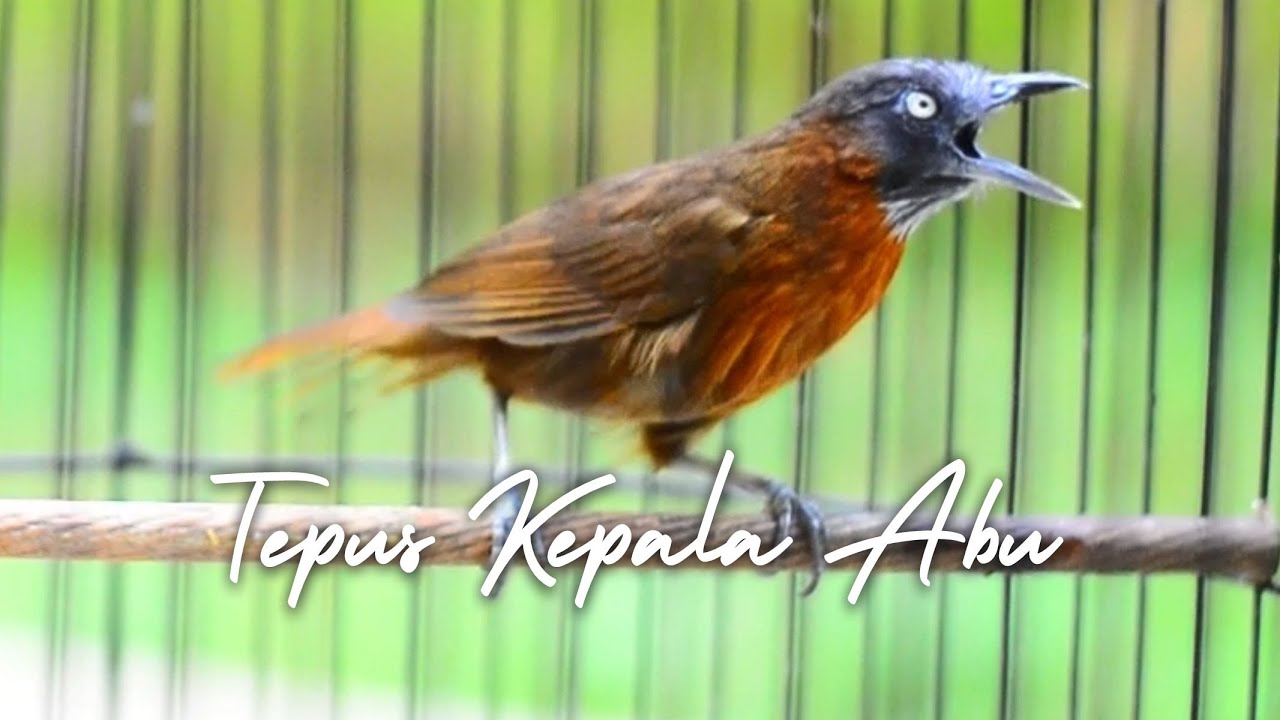 MASTERAN TEPUS KEPALA ABU KONSLET