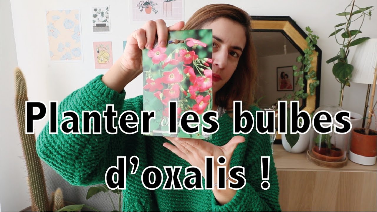 Planter les bulbes d'oxalis (ou autres variétés de bulbes) | Vertbobo