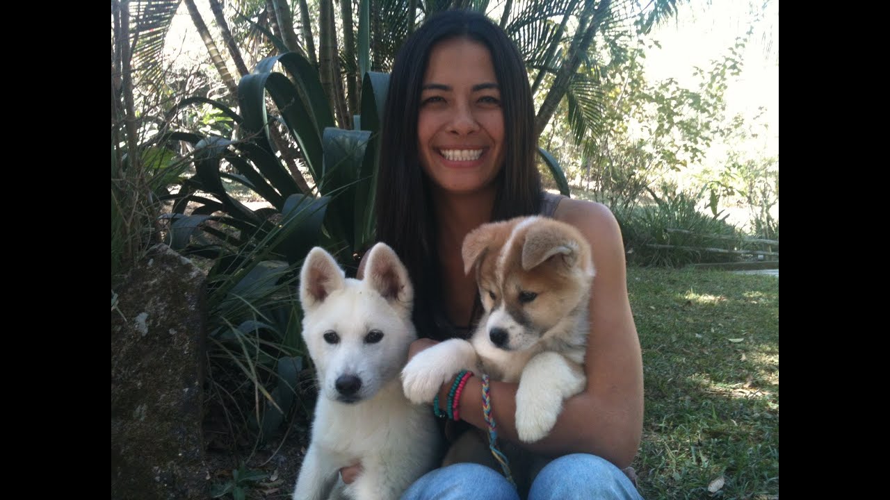 Este bicho é o bicho - Akita Inu