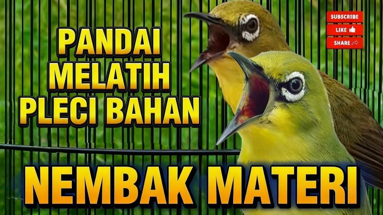 Pleci gacor ngalas nembak untuk pancingan bahan supaya nembak #plecigacornembak #plecidakunpacitan 