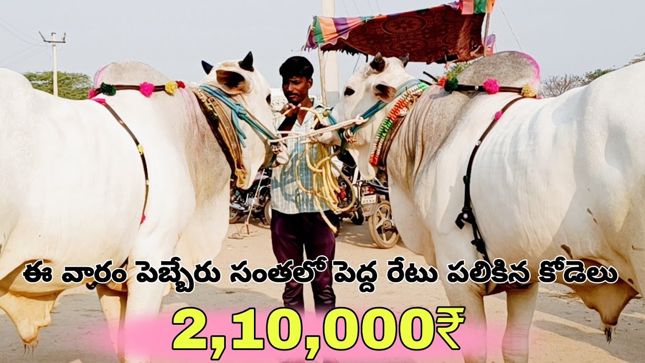 Pebbair bulls market-ongole cattles prices in pebbair market-pebbair santha-pebbair mandi-bulls-ox