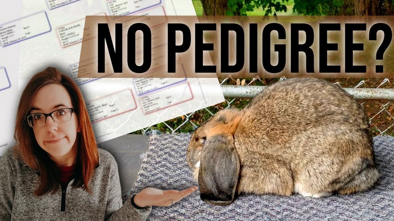 NO PEDIGREE, NO PROBLEM | How to make a rabbit pedigree when your rabbits have none