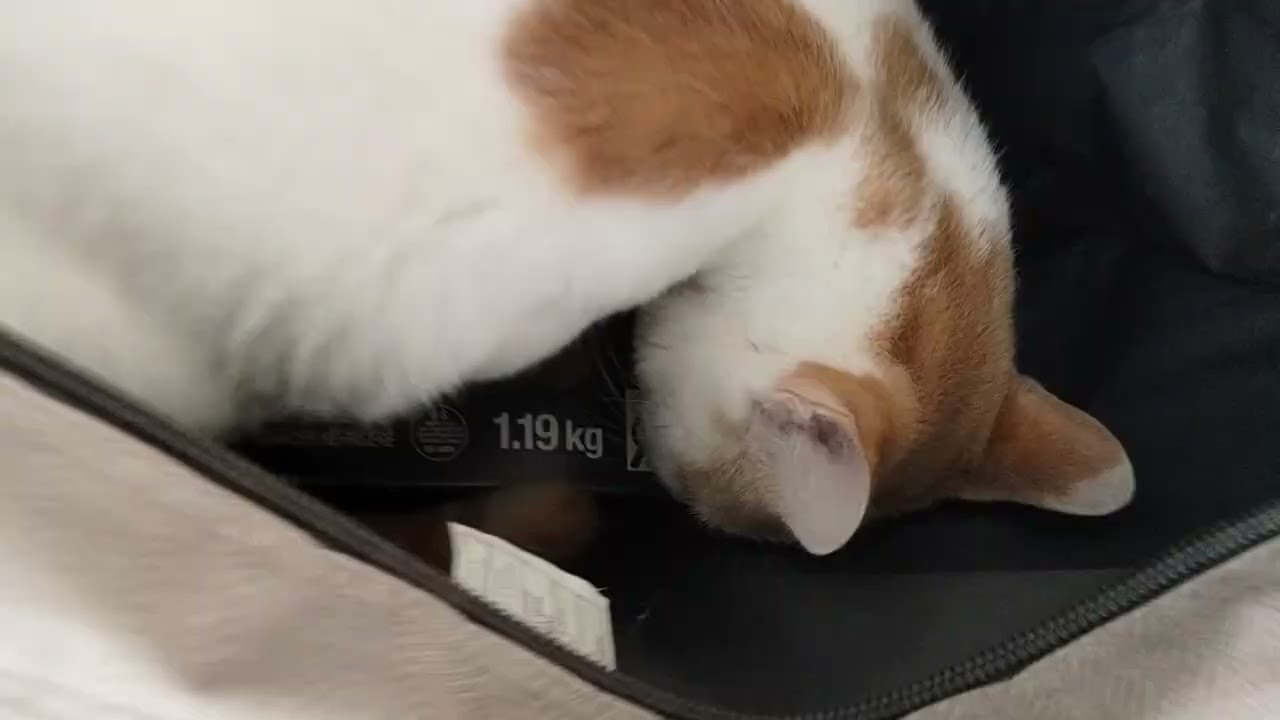 Fat Cat in a bag