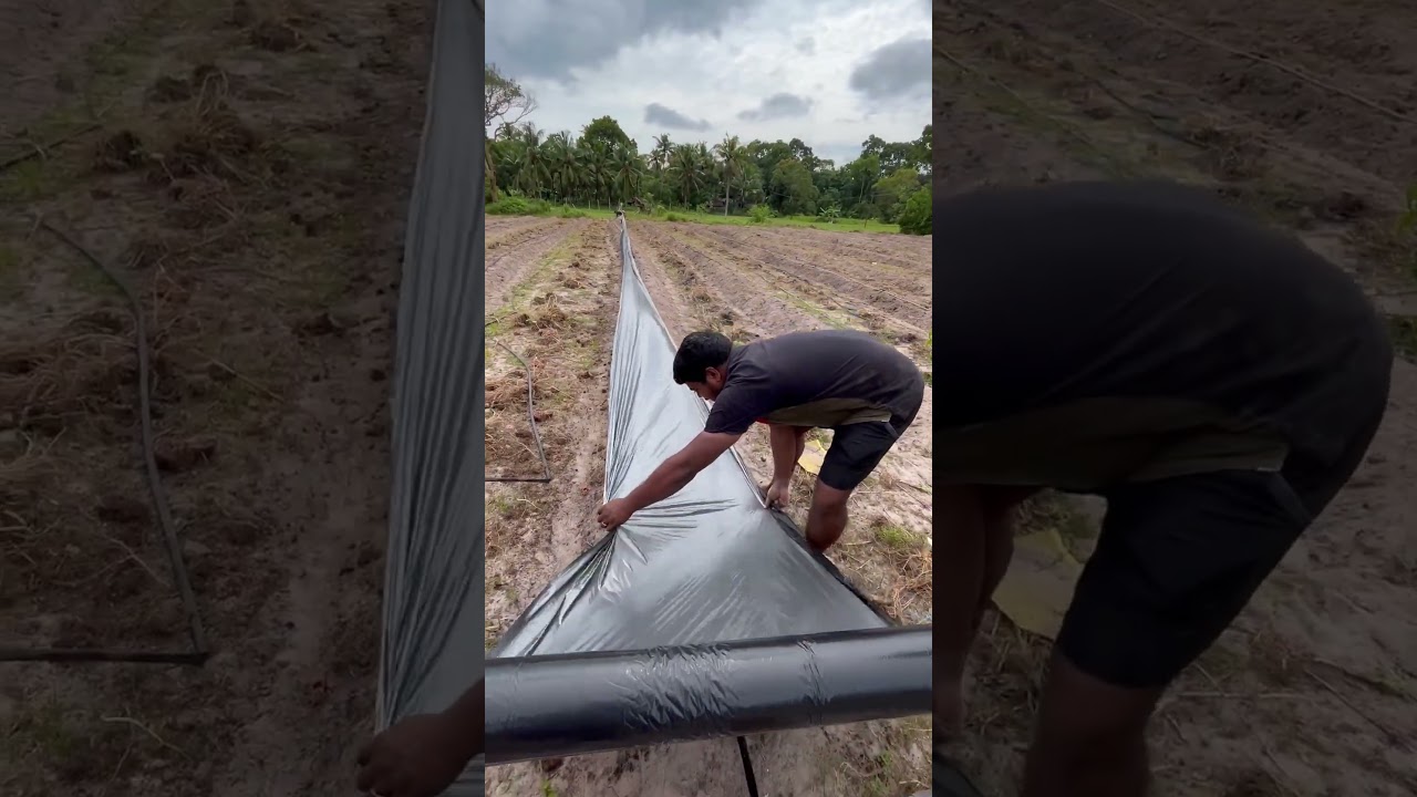 Mulching sheet