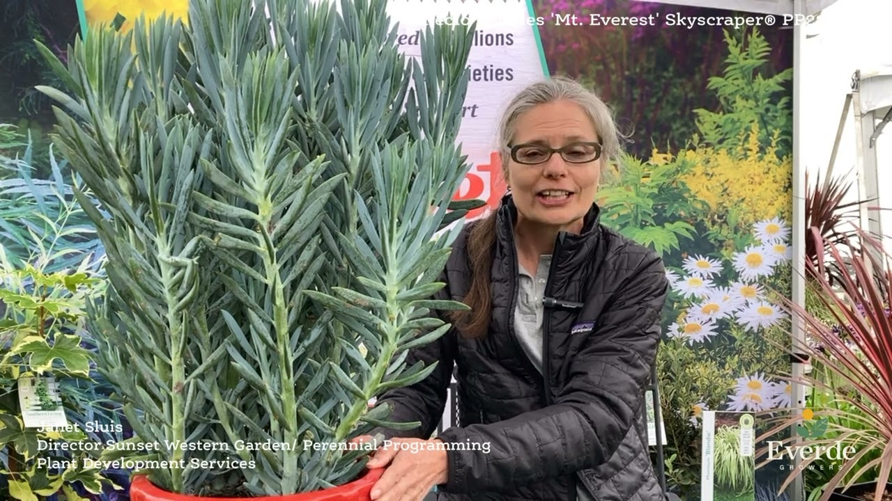Senecio ficoides 'Mt. Everest' Skyscraper® PP22188