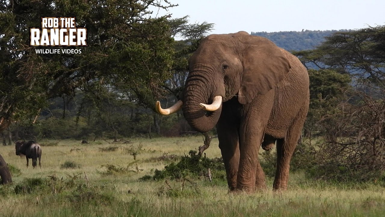 Elephant Bull On The Move | Lalashe Mara Ripoi Safari