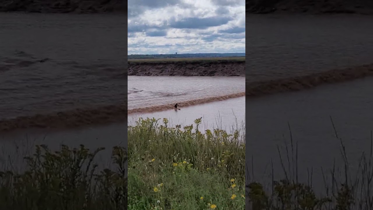 Surfing the Tidal Boar in Moncton