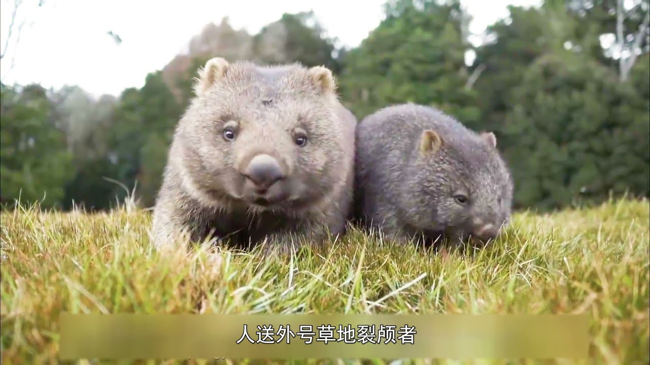 土澳萌物袋熊，身怀绝技還扮猪吃虎！ | 深蓝看万物