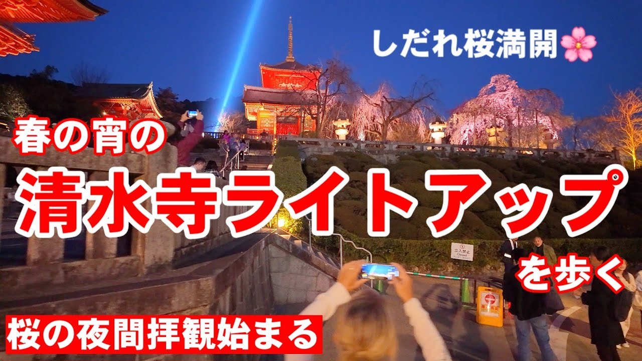 3/26(水)桜のライトアップ始まる夕暮れの清水寺夜間拝観を歩く【4K】京都桜開花状況/Kiyomizu-dera Temple illumination