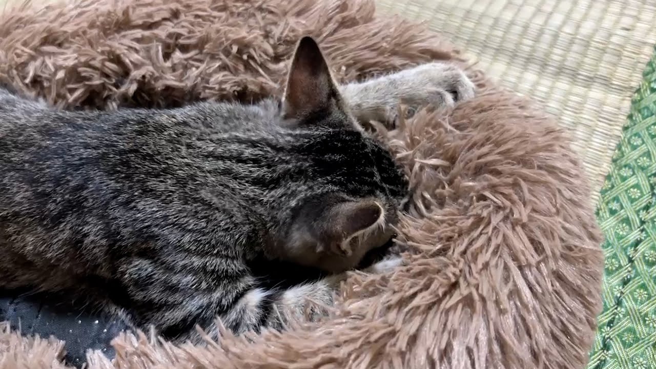 子猫にクッションをあげたらお母さんだと思い込んだ姿に涙が出ました