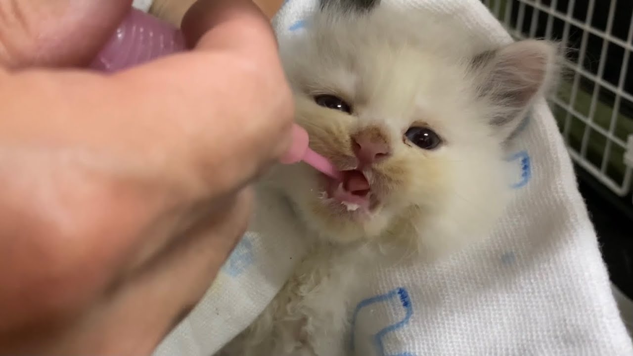 保護して初めてのミルクを飲むかわいい子猫