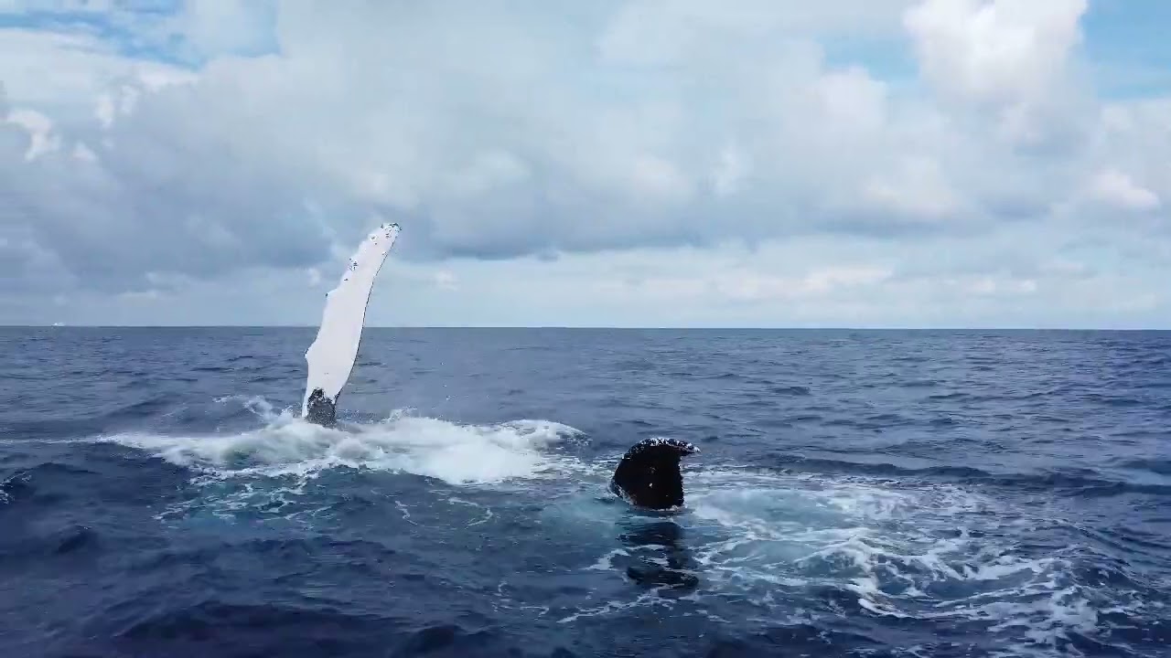 Snorkelling with Humpback Whales / Turks & Caicos Explorer II