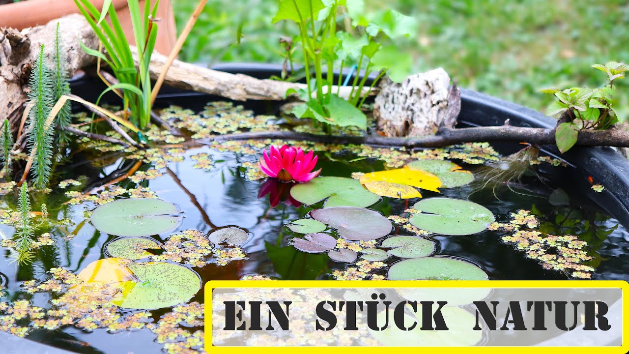 Miniteich f&uuml;r die Medaka einrichten - 240 Liter