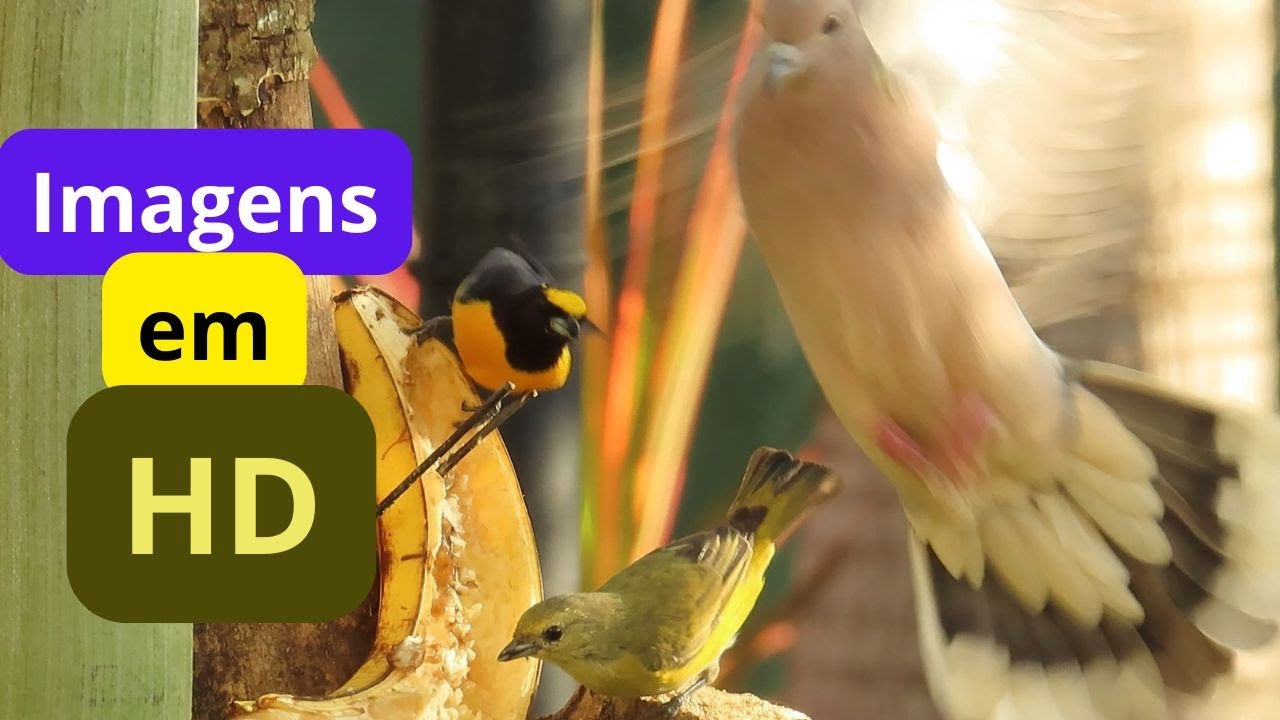 Como atrair os pássaros para seu jardim