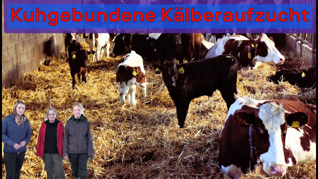 Ammenkuhhaltung im Hunsrück: Wie funktioniert das?