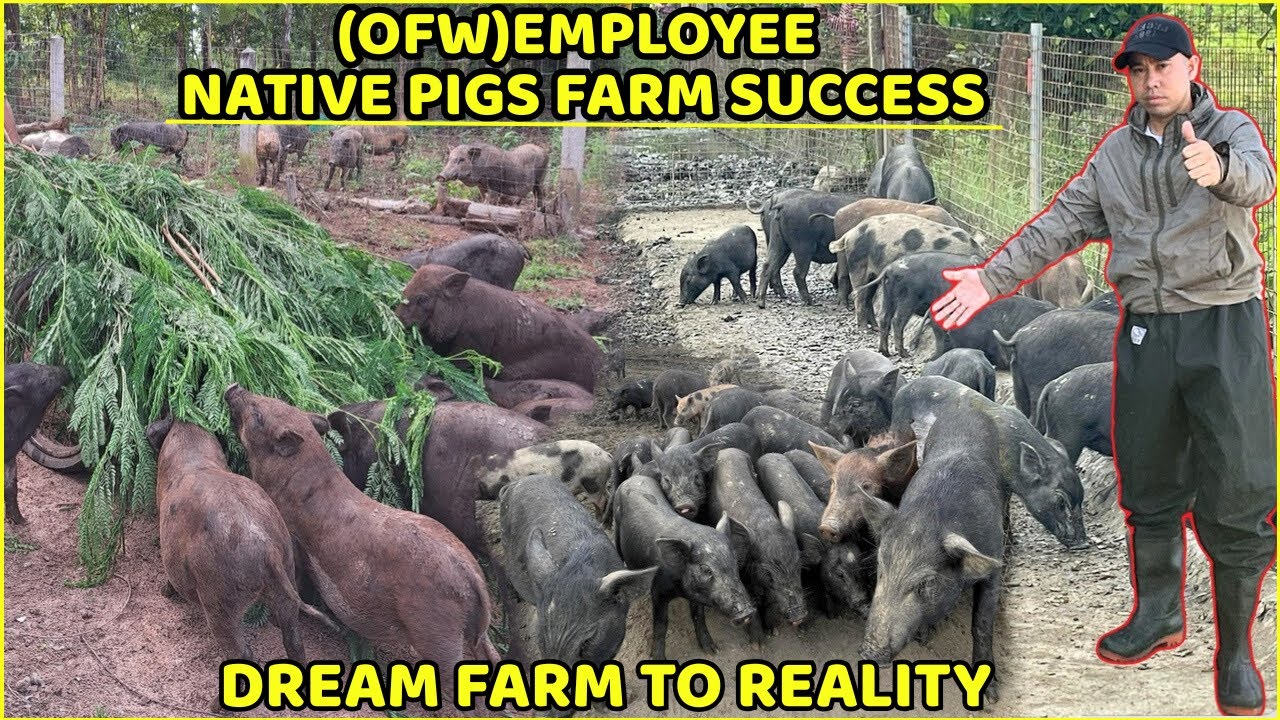NATIVE PIGS FARM SUCCESS- DREAM FARM TO REALITY
