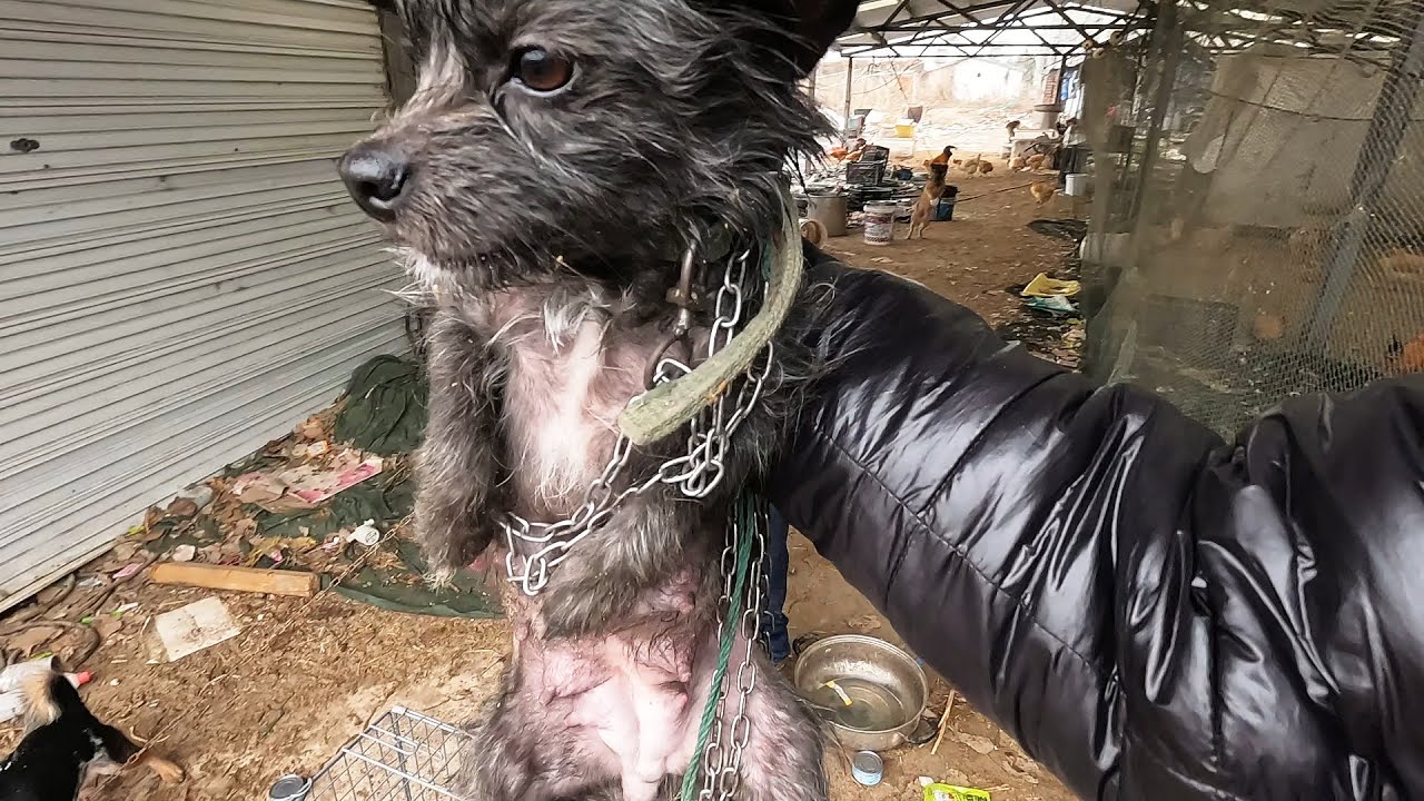 救助狗妈妈一家回小院，等暖和了再送回去，先渡过眼前难关再说