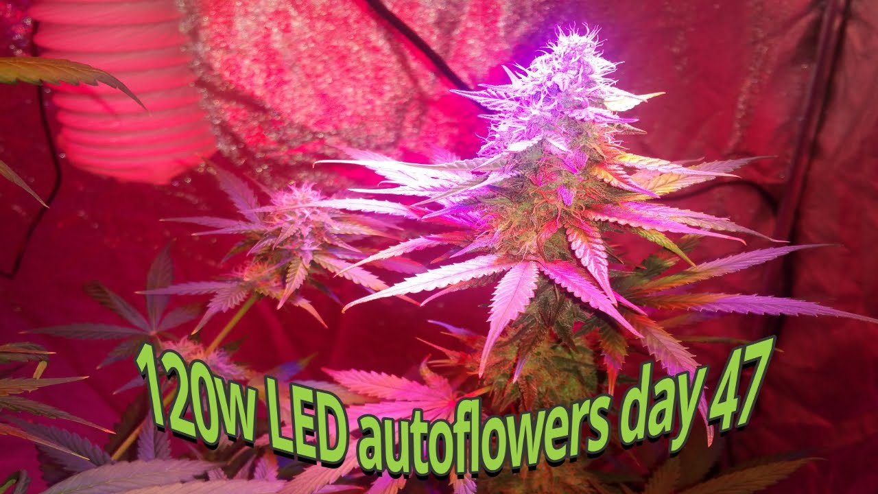 Marijuana 120W full spectrum LED 4 autoflowers ,DIY Co2 generator Day 47