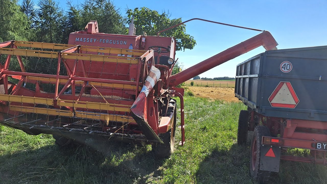 Żniwa 2023 Massey Ferguson 86 czyści jak mało który 