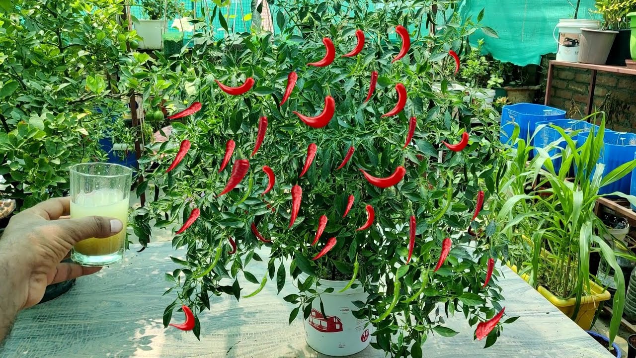 सिर्फ ₹1 की इस चीज से आएंगी ढेरों मिर्ची पत्तियां भी नहीं मुड़ेंगी