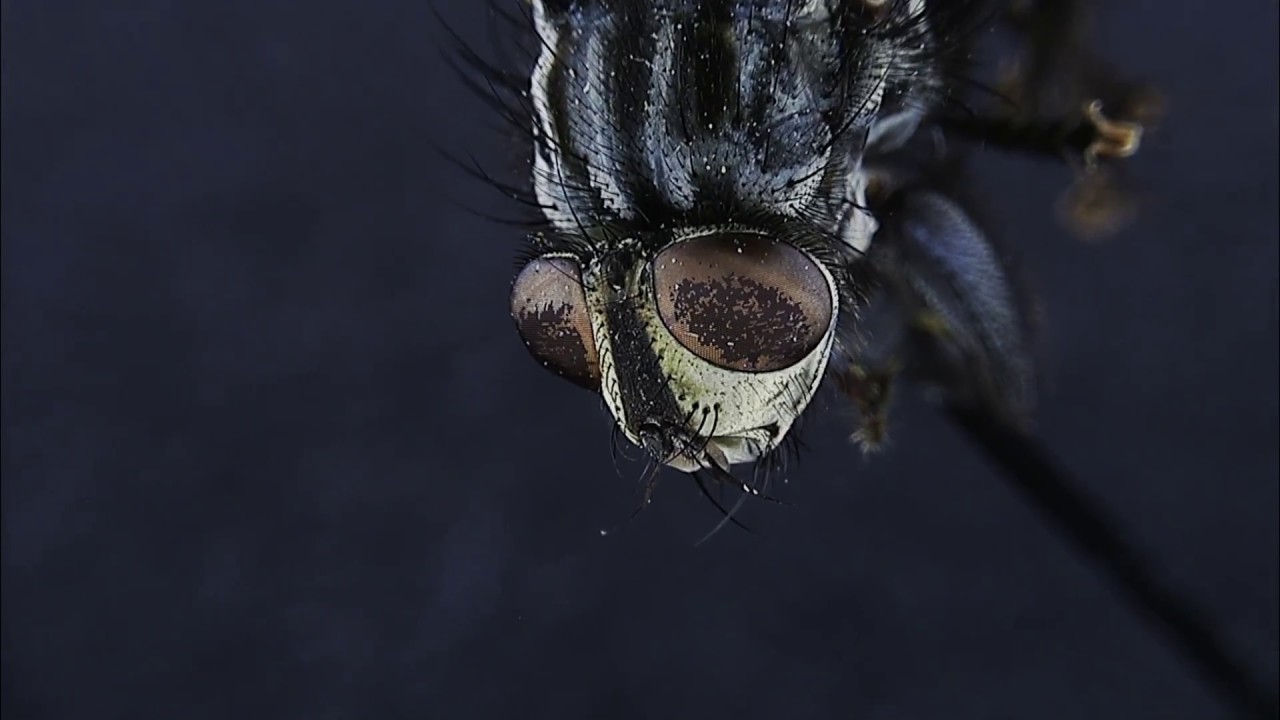 Flower and flies: new Hirox 3D Digital Microscope RH-2000