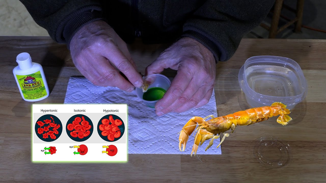 Dyeing Sand Shrimp & Why Does Freshwater Kill Saltwater Fish?