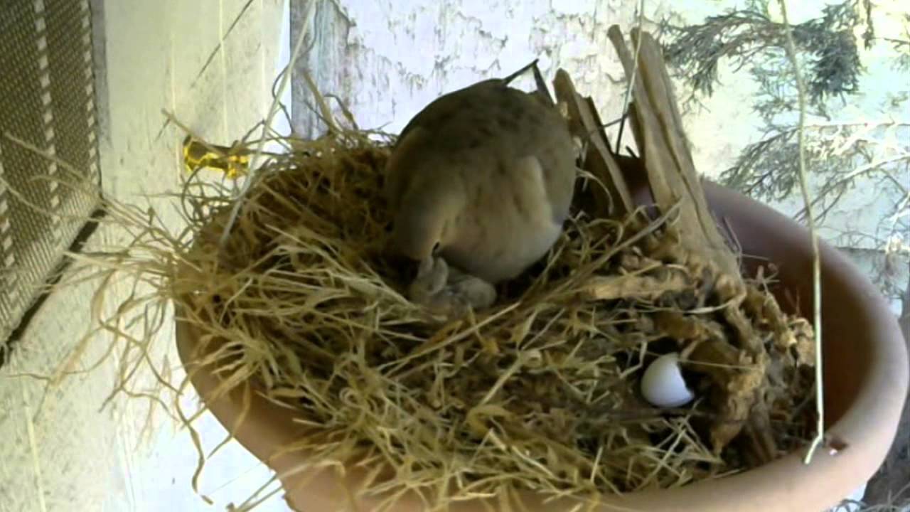 Mourning Dove Nest Cam Part 3