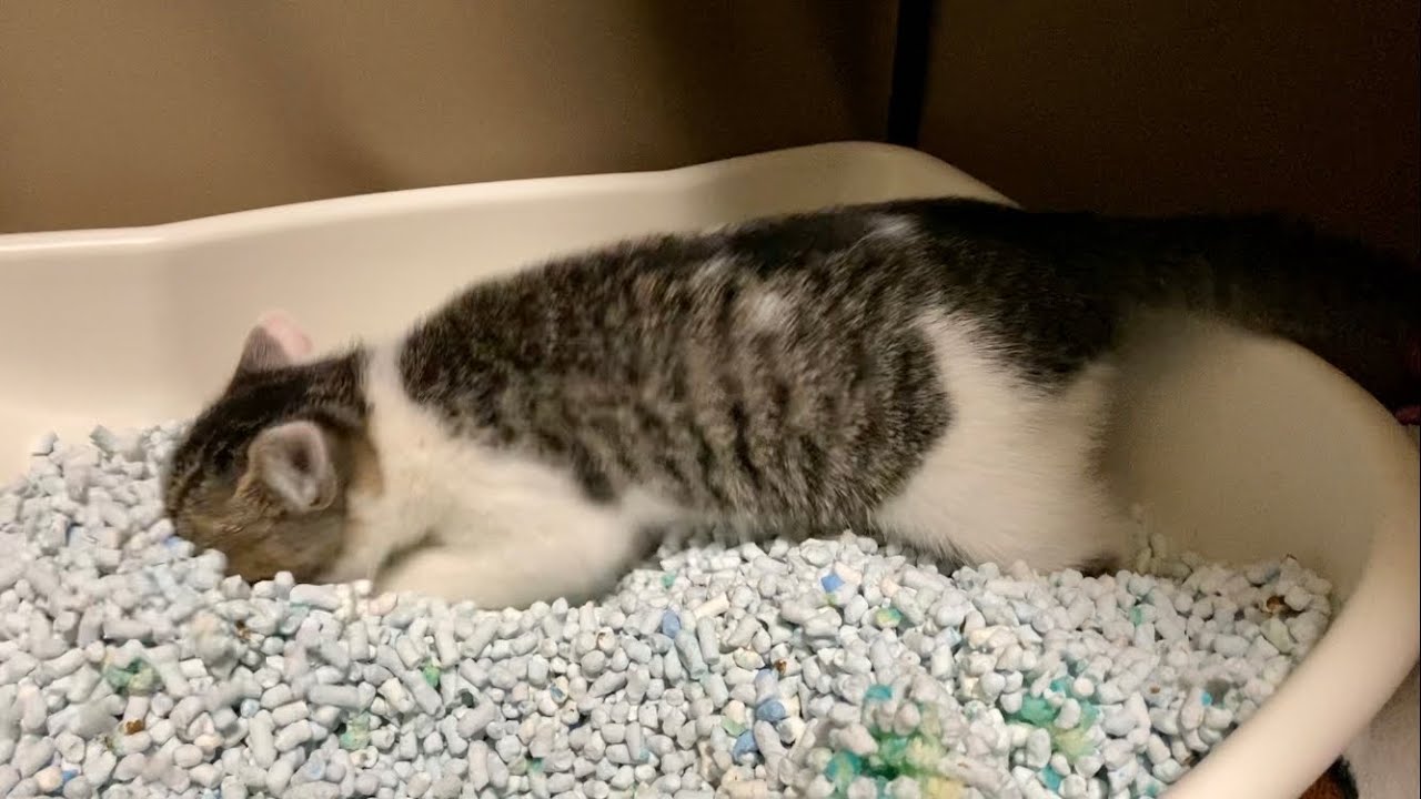 おトイレ前の子猫の極限状態が凄い【保護猫活動】【保護猫】