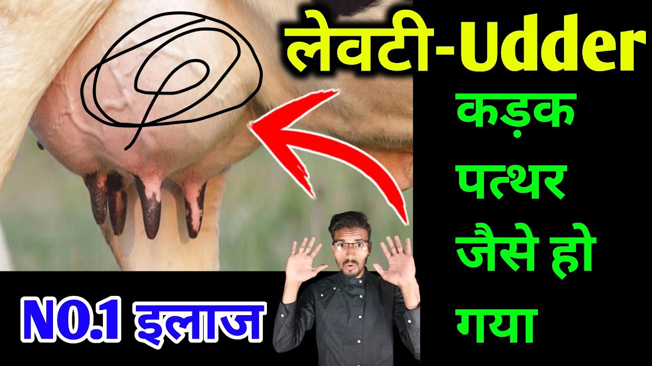 पशु में UDDER→लेवटी का कठोर होना | दूध का जमना || Fibrosis mastitis in cattle | teat fibrosis ||