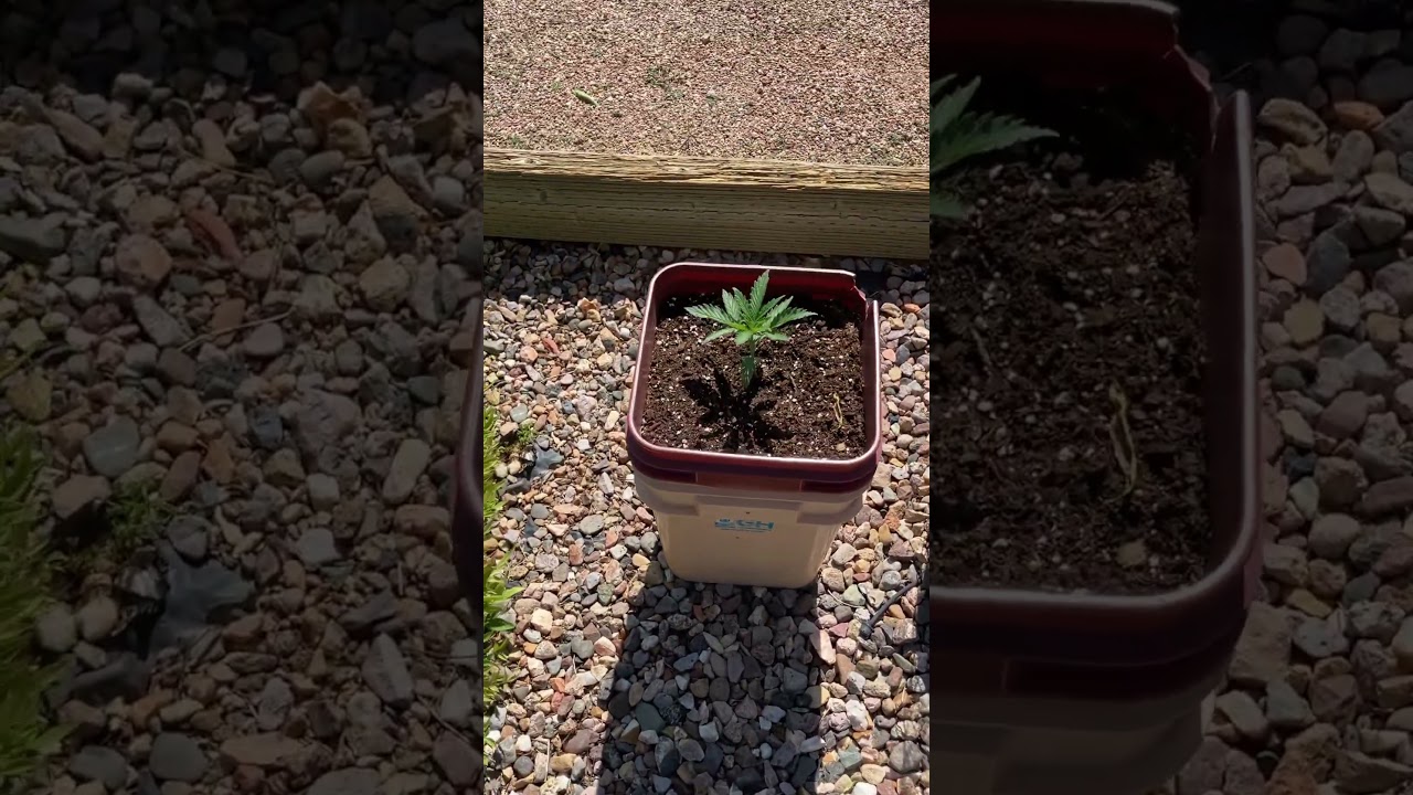 #beginnergrower #arizona #goodvibes #learning