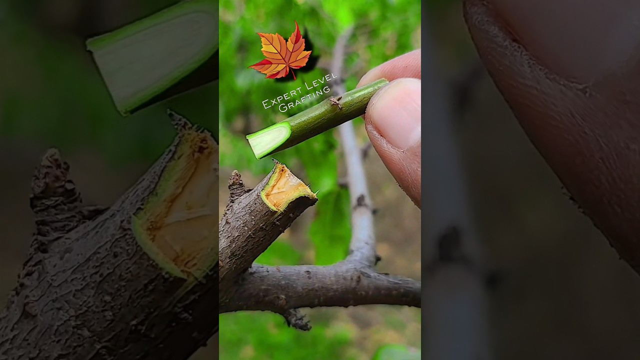 pear tree grafting in autumn especially for nature lovers in the forest|fruit grafting process#pear
