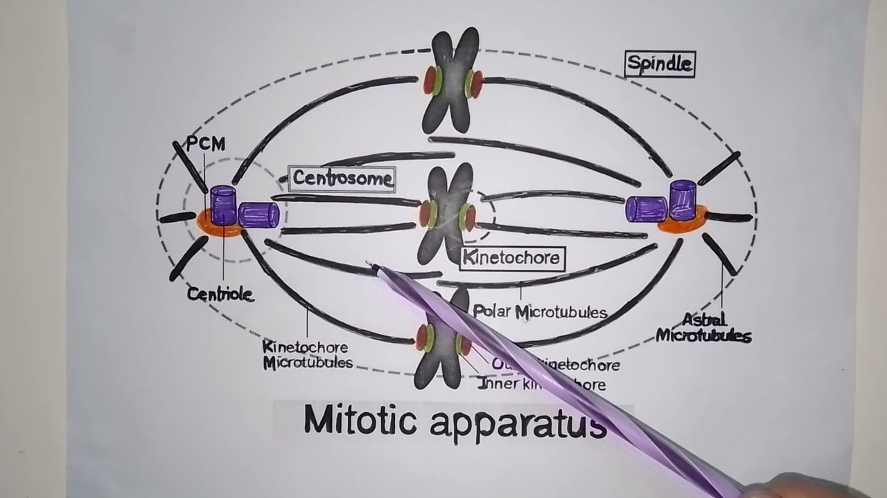 mitotic apparatus | spindle apparatus | meiotic spindle apparatus | mitotic spindle apparatus