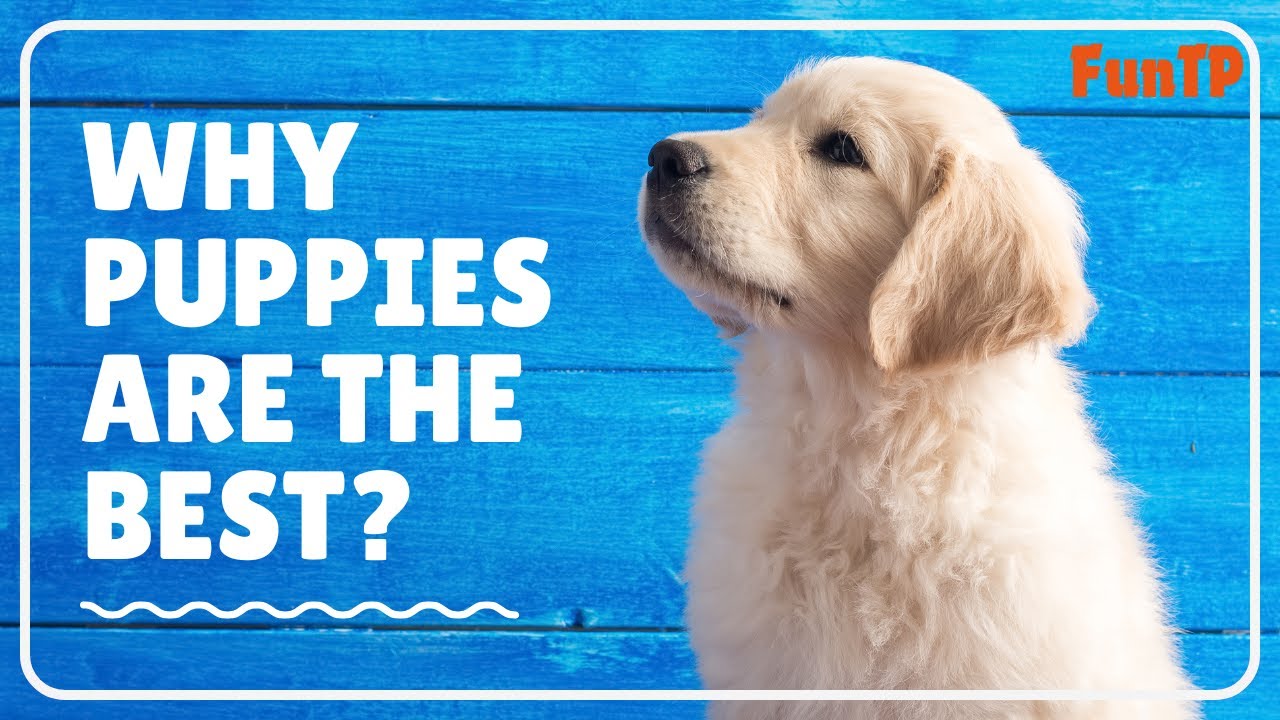 Why Puppies Are the Best-Loyalty Unleashed!