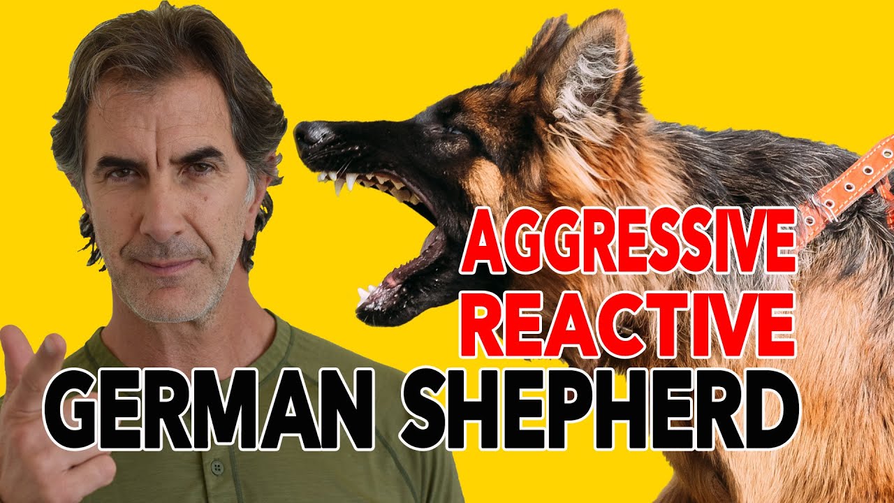 How to Fix a Leash Aggressive Reactive German Shepherd