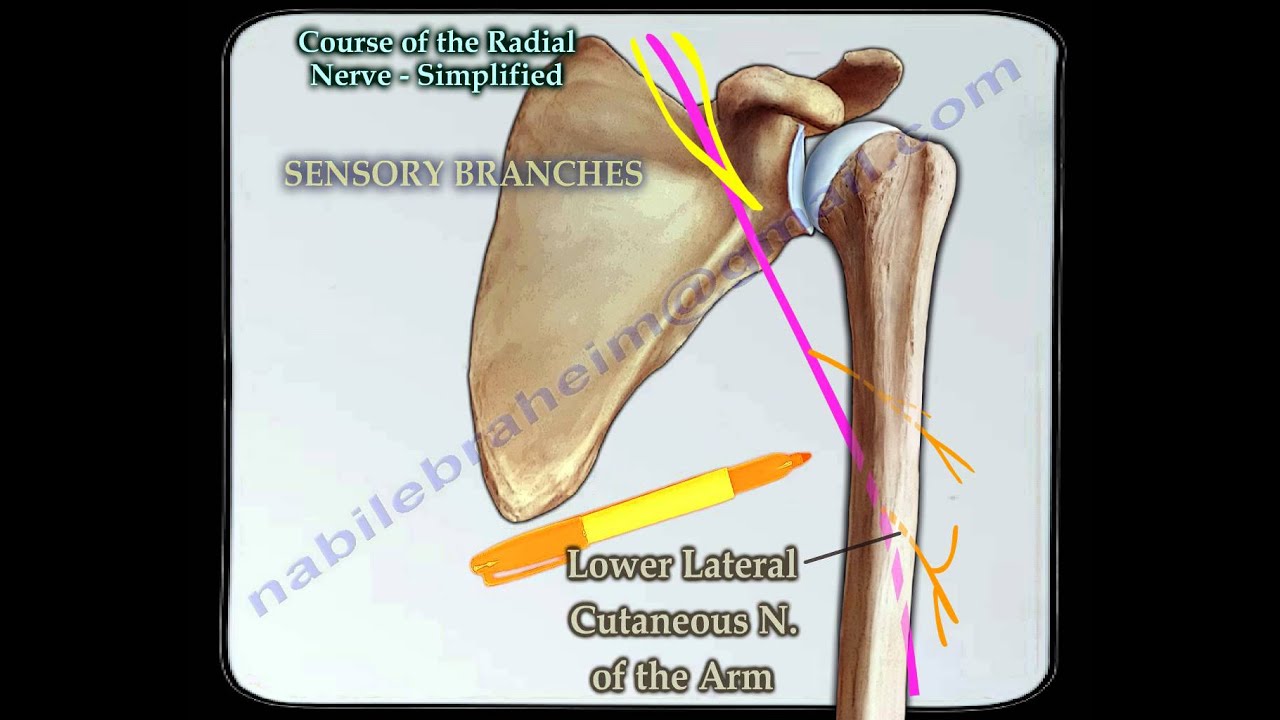 Course Of The Radial Nerve Simplified - Everything You Need To Know - Dr. Nabil Ebraheim